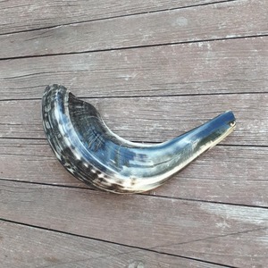 Shofar Collection Ram's Horn Shofars Jewish Ritual Instruments kudu Horn shofar a granel a precio de fábrica más allá del cuerno para beber - Product Image 4