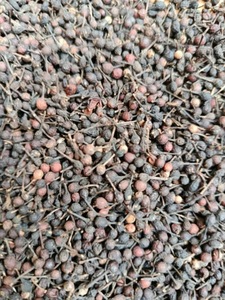 Poivre Sauvage Voatsiperifery de Madagascar Qualité Supérieure en Vrac Naturel Séché Poivre Noir VANILLE HARVEST 24 Herbes Simples Épices - Product Image 6