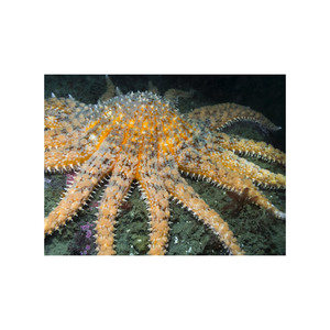 Poudre nutritive-dense de farine d'étoile de mer idéale pour la nutrition de volaille et de bétail - Product Image 6