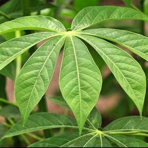 PURE <b>CASSAVA</b> LEAF / HAND-SELECTED / TRADITIONAL GOODNESS - Product Image 5