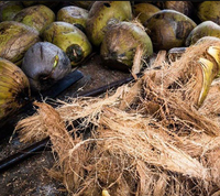 Fibre de noix de coco brute | Fibre de coco naturelle pour l'agriculture, l'horticulture, les matelas, les cordes et l'artisanat