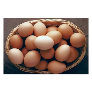 Œufs de poule frais congelés, bruns et blancs, pour la consommation alimentaire, pour l'application agricole - Product Image 5