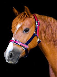 COLLIER PVC-MARINE FONCÉ & ROUGE intelligent - Product Image 5