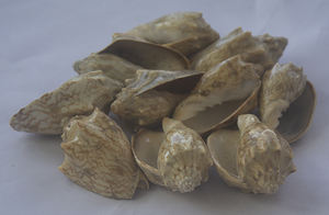 Bijoux en coquillages de SEASHELL, coquille naturelle polie Cymbiola Aulica, petite taille, avec motif de coquillage, style animal, œuvre d'art - Product Image 6