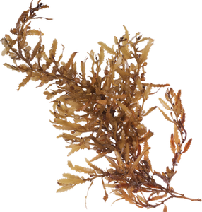 ALGAS SARGASSUM DE CALIDAD PREMIUM/RECIÉN SECADO/MEJOR OFERTA AL POR MAYOR/HECHO EN VIETNAM - Product Image 1