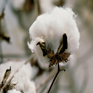 Coton brut 100% biologique de qualité supérieure, écologique, antibactérien, prix compétitif - Product Image 2