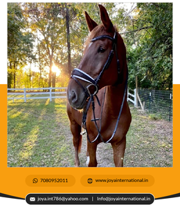 Remachadora de arroz multifuncional, - Product Image 6