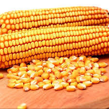 Alimento de maíz seco de Venta caliente precio competitivo personalizable crea tu idea - Product Image 6
