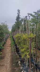 Canes en bambou de petit diamètre pour le soutien des fleurs et des légumes, piquets de jardin naturels, prix de gros - Product Image 5