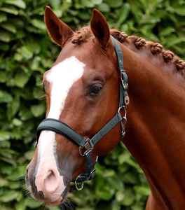 Collier de tête de cheval de haute qualité, style anglais, idéal pour l'entraînement de saut en plein air et le travail en écurie, collier de tête de cheval, service OEM - Product Image 1