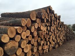 Red Oak <b>Logs</b> for Sawmills & DIY Furniture Timber for the Furniture Industry - Product Image 2