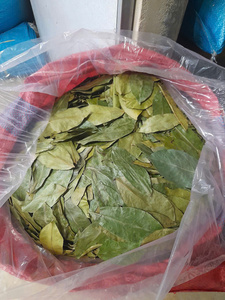 Hojas de Guanábana secas frescas/hoja de Graviola buen precio 2025 - Product Image 4