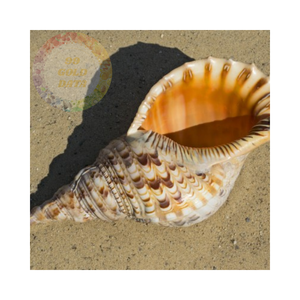 Coquillages de trompette de qualité supérieure à des prix de gros compétitifs-beaux et naturels - Product Image 3