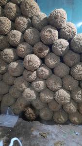 Grumes de coco écologiques pour ferme et stabilisation des berges - Product Image 3