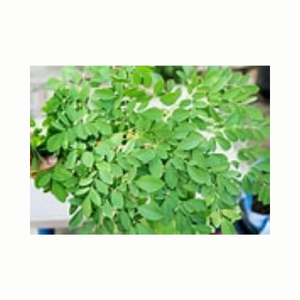 ซูเปอร์เฮิร์บสมุนไพรชาสมุนไพรจากใบมะรุมอบแห้งใบชาออร์แกนิคจากเวียดนาม - Product Image 4