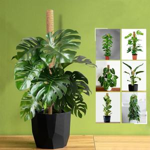 Kit de 4 poteaux en plastique recouverts de mousse avec attaches et étiquettes pour support de plantes d'intérieur Monstera, en stock aux États-Unis, prêt à être expédié - Product Image 4