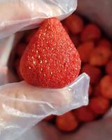 Fresas Liofilizadas Premium a Granel, Refrigerio de Fruta Crujiente Natural, Envasado al Vacío, Venta al por Mayor OEM - Sra. Tarina
