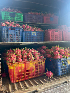 Fruta dragón fresca de calidad certificada de Vietnam, envío rápido - Product Image 6