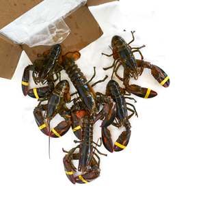 Homards frais à vendre, disponibles en différentes tailles pour diverses recettes. - Product Image 2