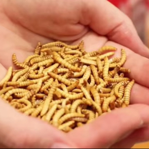 Tenebrio Molitor Premium à haute teneur en protéines Meilleur prix aujourd'hui Boost Nutrition pour vos animaux du Vietnam Export - Product Image 1