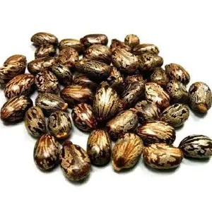 100% Bio & Pure Castor Seed aus Brasilien