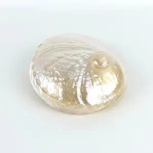 Mother of pearl shells polished white abalone shell natural ocean pearlized seashells wholesale