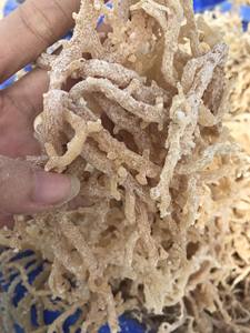 Algas Marinas de musgo de mar irlandés/Gracilaria Original, algas marinas de algodón dorado de Vietnam para la fabricación de carrageena - Product Image 6