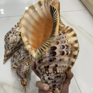 Concha de mar decorativa vietnamita, tipo trompeta, para decoración de hogares costeros, diseño de interiores marítimos, concha de mar auténtica. - Product Image 1