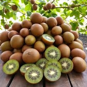 ซื้อผลไม้กีวีเพื่อสุขภาพสำหรับการจัดส่งทั่วโลก - Product Image 2