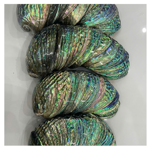 Acabado pulido de concha de abulón de alta calidad de Vietnam para joyería Marquetería Venta de material artesanal premium - Product Image 5