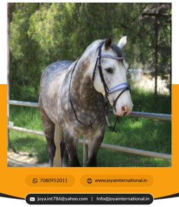 2022 Offre Spéciale Édition Limitée Snaffle Bridle Dressage Brides Meilleure Qualité En Gros Cheval Bride Multifonctionnel - Product Image 2