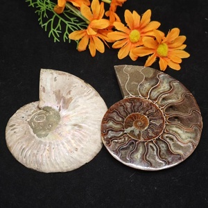 Vente en gros <span class=keywords><strong>de</strong></span> spécimen <span class=keywords><strong>de</strong></span> conque d'<span class=keywords><strong>escargot</strong></span> fossilisé d'ammonite naturelle polie, pierre <span class=keywords><strong>de</strong></span> guérison en cristal, décoration <span class=keywords><strong>de</strong></span> vacances Feng Shui - Product Image 4