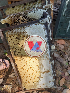 Miel de flores de café Premium de Vietnam - 100% puro y natural para exportación y venta al por mayor - Product Image 3