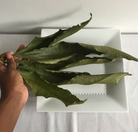 Feuille de mangue 100% Pure Tisane