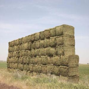 Heno de Alfalfa Puro de Grado Alimenticio, Calidad Superior, 50 kg/bolsa, Empacado en Fardos para Ganado, 3 Años de Vida Útil, Precio al por Mayor, Más Disponible - Product Image 1
