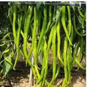 พริกเขียวสดสำหรับผู้นำเข้าอาหารจากซาอุดีอาระเบีย - Product Image 3