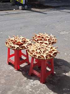 High Quality Blue Lotus Mix Decorative Seashell Natural Decoration Ashley Nguyen - Product Image 2