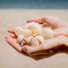 Beauté naturelle de coquillages exquis pour la décoration globale | Commande en gros du Viet Nam - Product Image 2