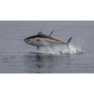 ทูน่าแช่แข็งสดคุณภาพสูงแช่แข็งที่40C ได้รับการรับรองฮาลาลและเหมาะสำหรับตลาดค้าปลีก - Product Image 5