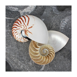 Concha de nautilu con cámara de rayas marrón chocolate, caracol de mar raro, Concha gigante, Concha grande Natural, adorno de concha, Caryln - Product Image 4