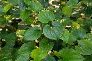 FROZEN PIPER LOTLOT LEAF HERBAL GOODNESS CLEAN LABEL VEGAN PLANTE À BASE DE PURE DETOX IMMUNE DEFENSE - Product Image 4