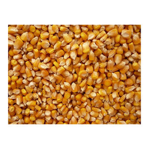 Maïs jaune séché Non-gm adapté à la consommation humaine et aux aliments pour animaux meilleure qualité et prêt à l'exportation - Product Image 5