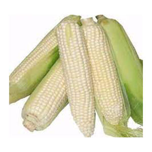 OEM Gmo maíz blanco de alta calidad mejor material al por mayor tarifa mejor oferta del fabricante - Product Image 4