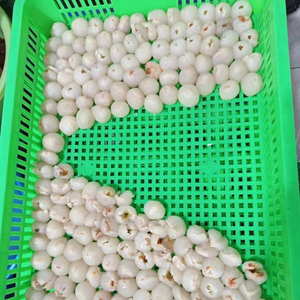 Lichi Congelado de Alta Calidad, Proveedor de Vietnam, Envío Rápido, Suministro Estable a Todo el Mundo - Product Image 1