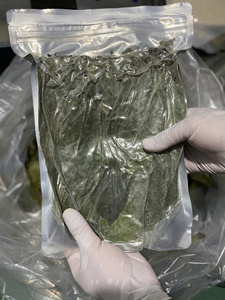 Feuilles de corossol vietnamiennes en gros Votre source directe pour 100% vraies feuilles de Graviola séchées - Product Image 4