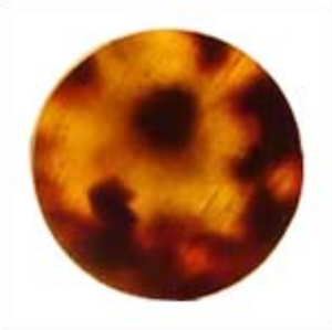 Bouton en corne de buffle de qualité supérieure Bouton en corne de vache à motif rond vierge pour la décoration des vêtements - Product Image 5