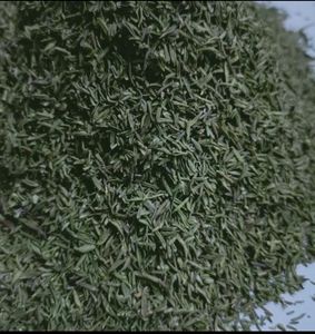 Thym New Crop 2025 Granulés crus séchés de qualité supérieure 25kg pour le marché mondial - Product Image 2