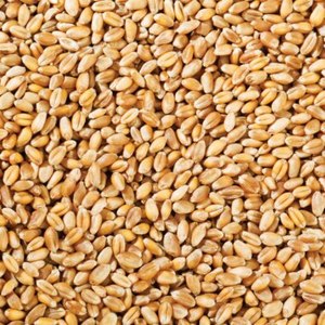 Aislado de Proteína de Extracto de Semilla de Cebada de Alta Calidad 80% en Polvo, Sin OMG, Vegano, para Nutrición Deportiva, Barras Energéticas, Grado Alimenticio - Product Image 5