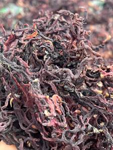Wholesale in Bulk Natural Yellow/White Sea Moss Dried Eucheuma <b>Seaweed</b> - Ready to Export From Vietnam - Product Image 6