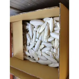 Dry Cuttlefish Bone Available For Supply From Pakistan